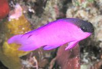 Грамма черноголовая - Gramma melacara Грамма черноголовая - Gramma melacara