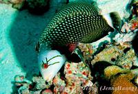 Губан-дракон, коричневая рыба-нож - Novaculichthys taeniourus Губан-дракон, коричневая рыба-нож - Novaculichthys taeniourus